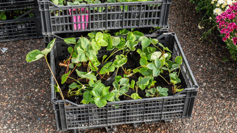 Strawberry seedlings packed into a black plastic box for sale in a plants nursery.