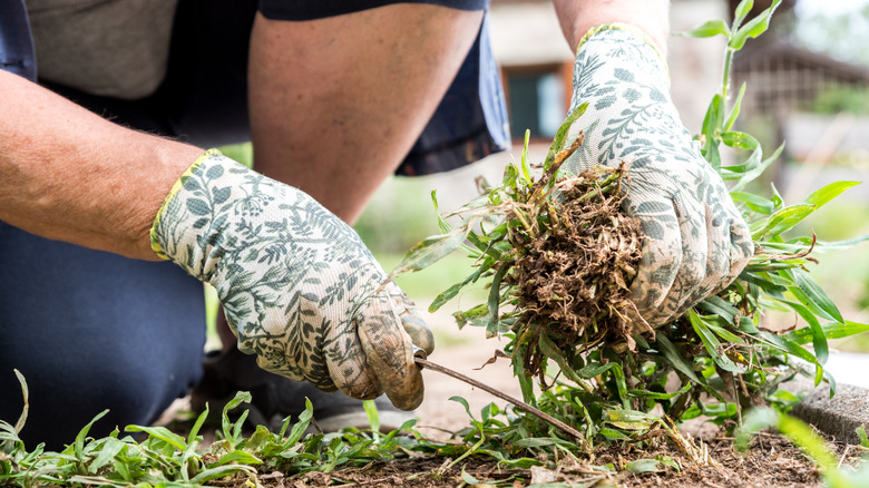 Pulling out weeds