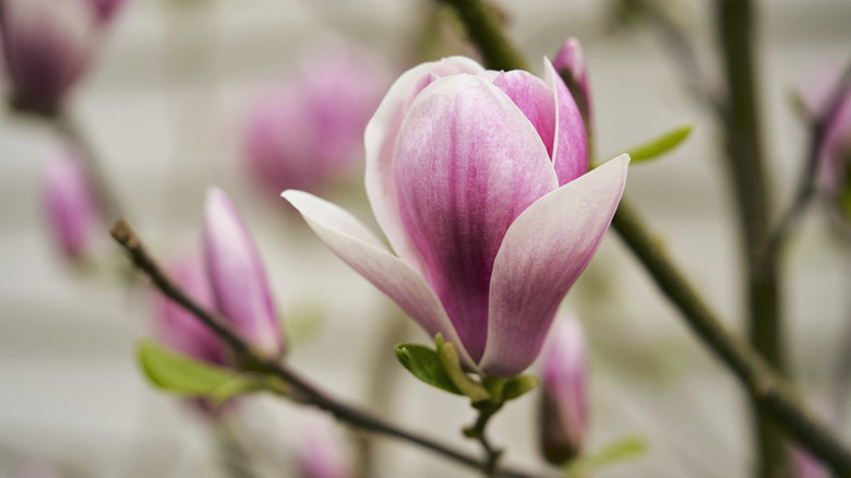 Close up of magnolia blossom partially closed with other blooms blurred in the background