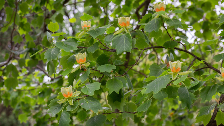 Orange and light green flowers on branches with leaves of tulip poplar tree.