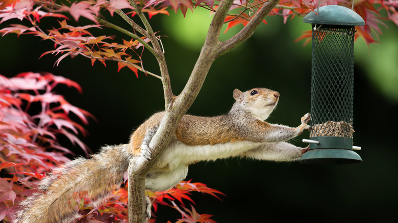 squirrel reaching for bird feeder