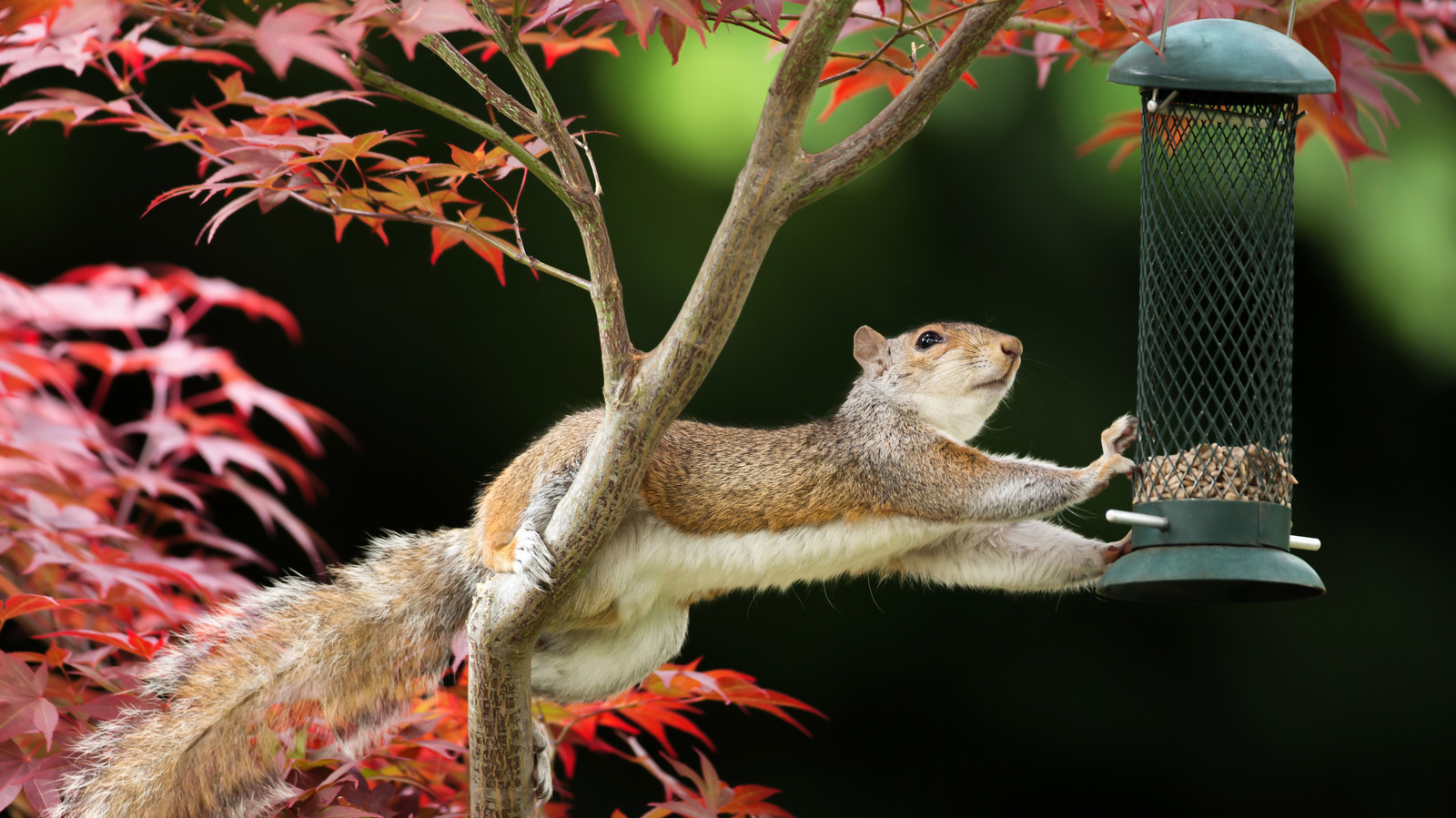 This Trick Will Keep Squirrels Out Of Your Bird Feeder While Adding To