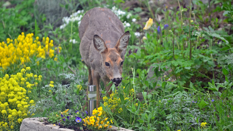 Deer eating yellow garden flowers