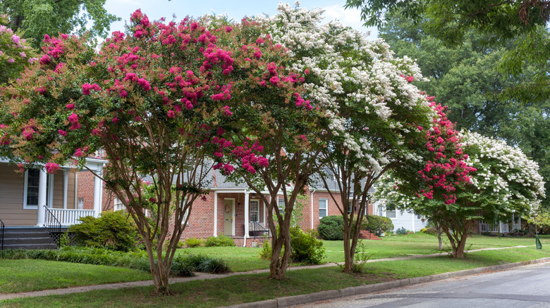 crepe myrtle trees lining street