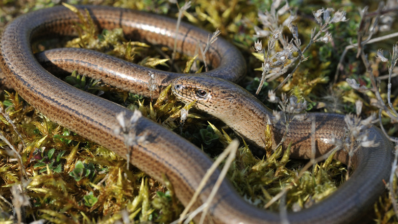 Snake in grass