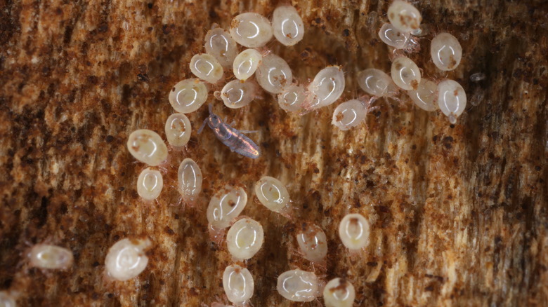 Household dust mites macro shot