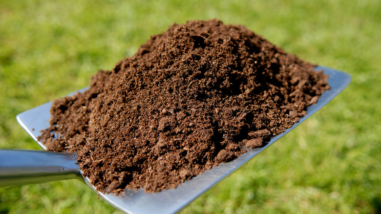 fresh compost on gardening rake