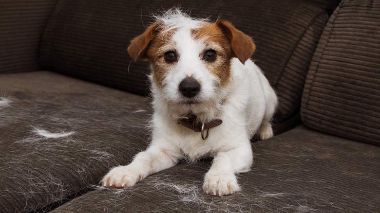 Dog on fur covered couch