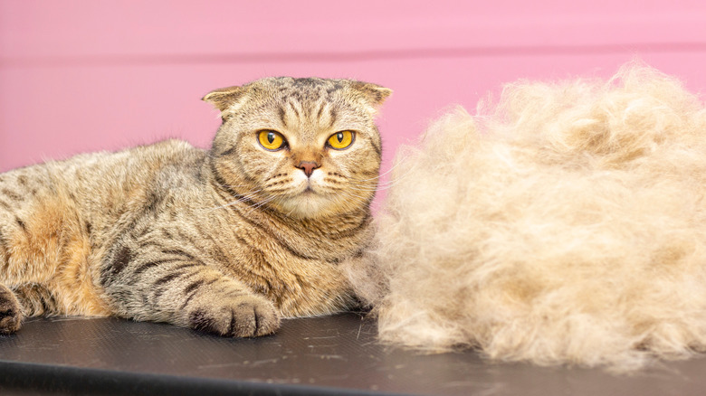 Cat by giant fur pile. 