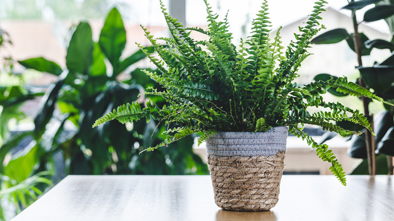 Houseplants in home