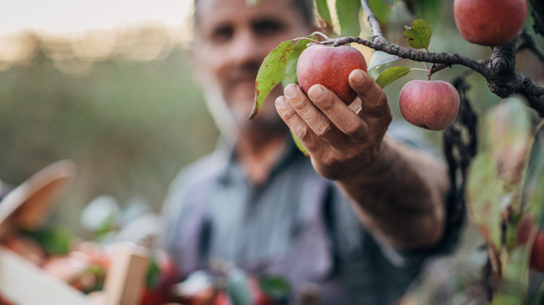 Man harvests apple from tree