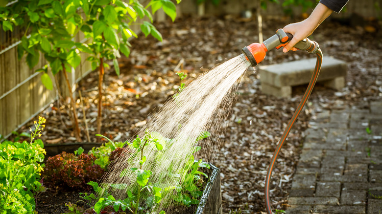 watering garden with hose attachment