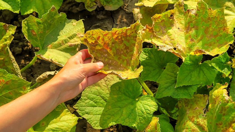 Dry yellowing leaves