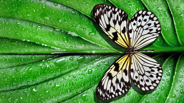 Butterfly on leaf