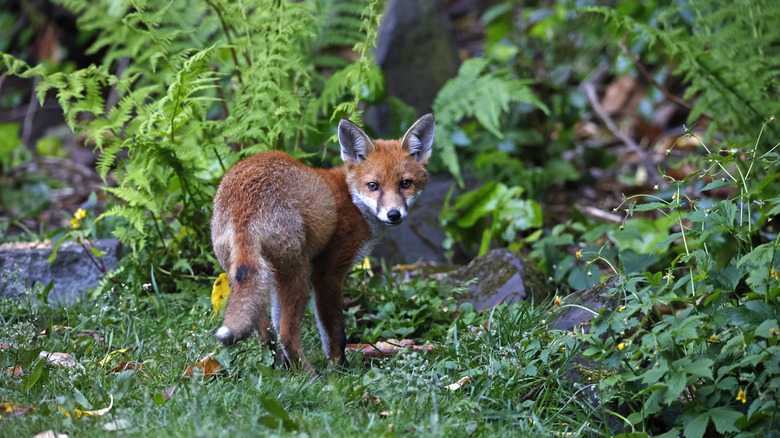 Fox in a garden