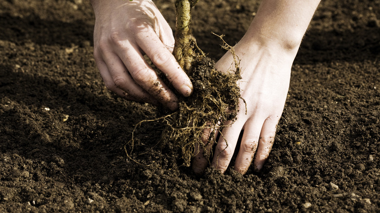 hands planting tree root