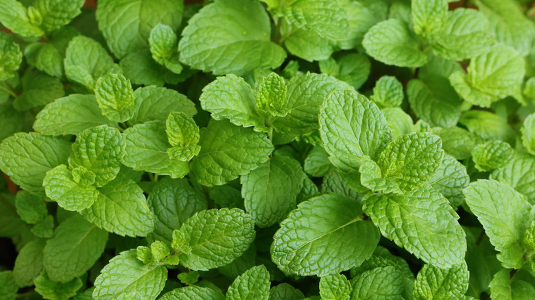 Closeup of mint plant