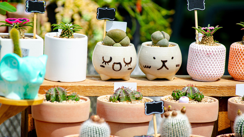 A collection of different planters with cacti and succulents on a sunny shelf