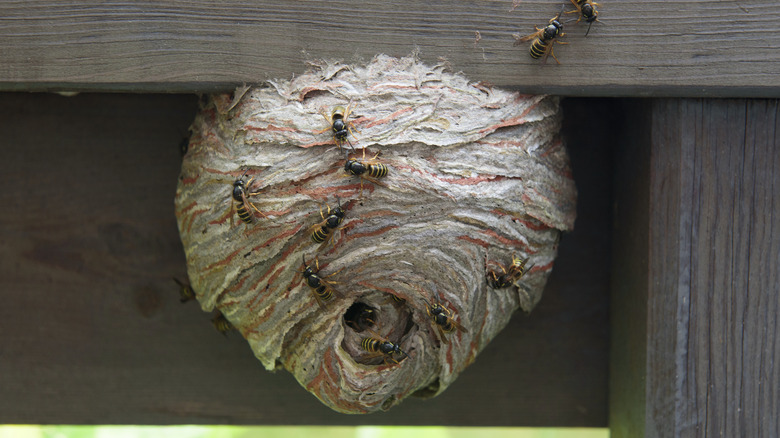 A large wasp's nest is hanging under a wooden structure.
