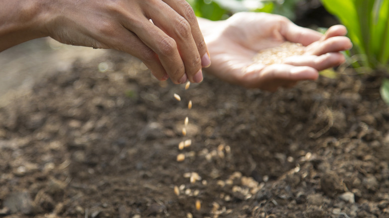 person sowing seeds