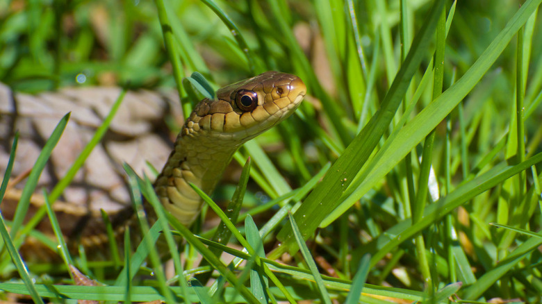 Snake poking its head above grass