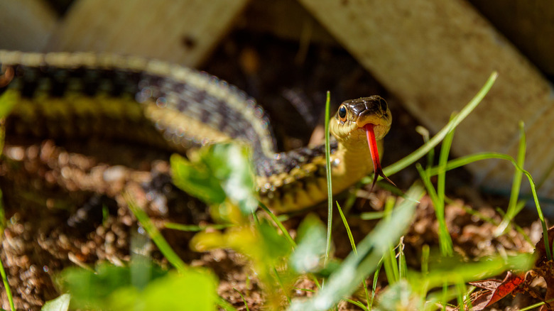 Snake with tongue out in grass