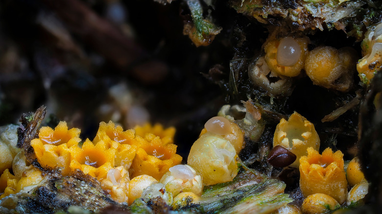 Sphaerobolus stellatus on wood