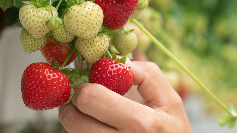 A hand is picking ripe strawberries off a plant.