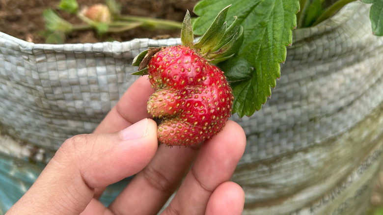 A hand holding a misshapen strawberry.