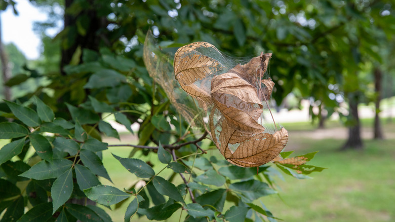 Fall webworm web around dead leaves on a tree branch
