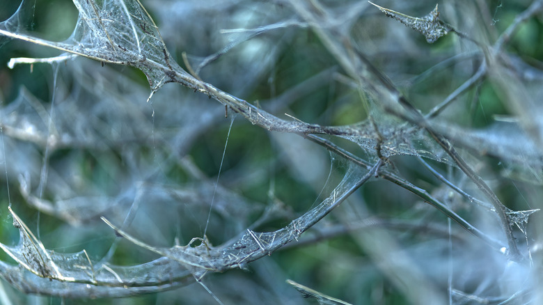 Webs covering bare branches