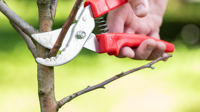 Hand holding pruning shears trimming a small dead branch close to trunk