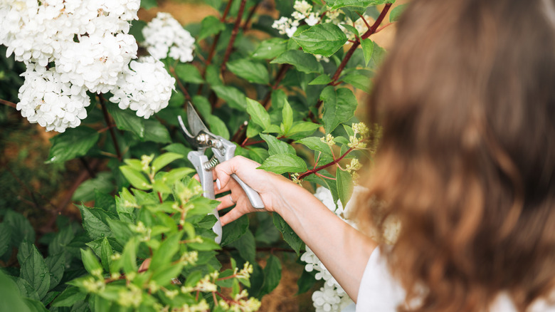 Out of focus woman from behind with pruning shears cutting white hydrangeas