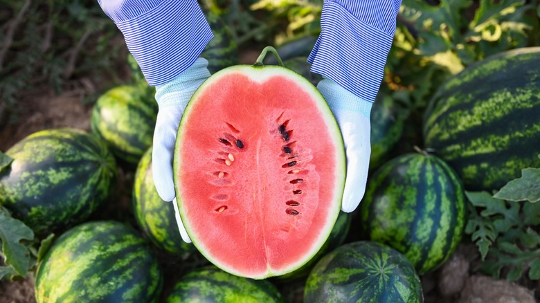 Person holding cut harvested watermelon