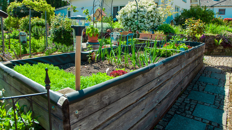 raised garden bed with vegetables