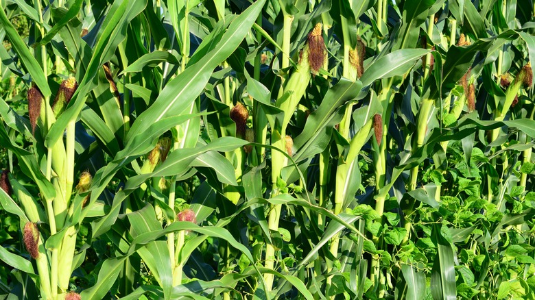 beans growing up cornstalks 