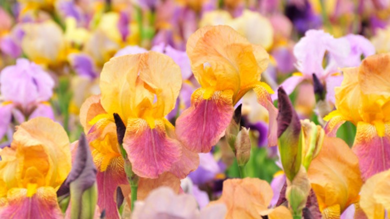 orange and purple iris flowers