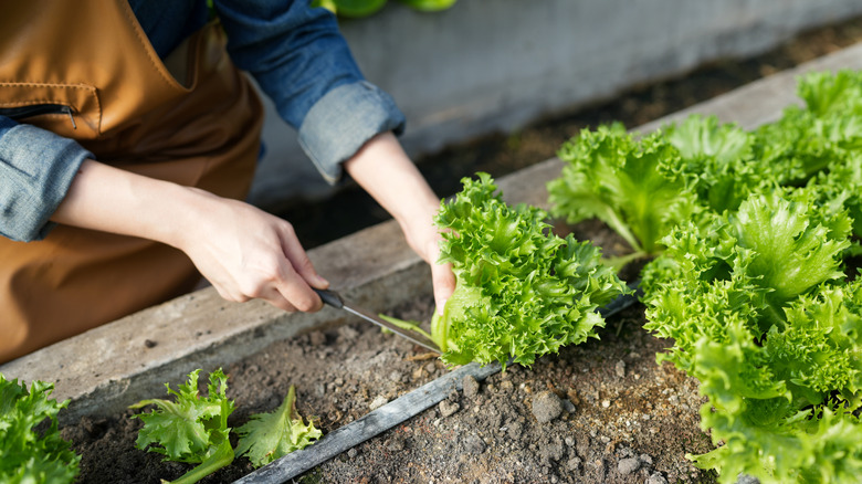 A person with rolled up sleeves messing with green leafy plants in a raised garden bed.