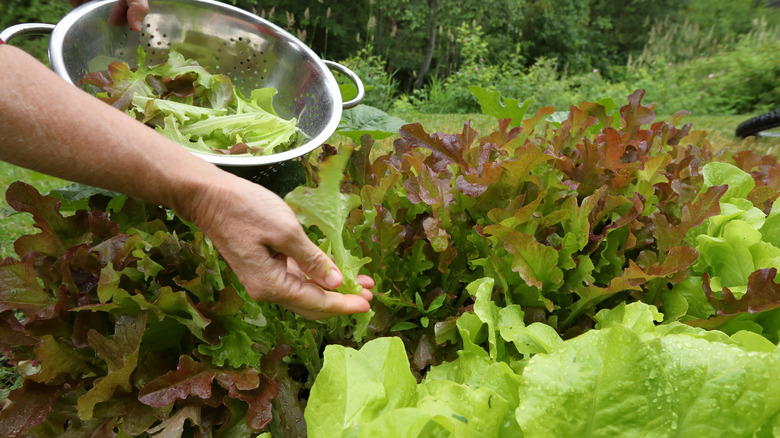 A person holding a metal strainer and plucking various leaf lettuce from garden.