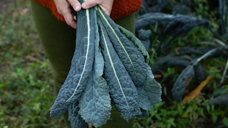 A person wearing a red sweater holding a handful of kale leaves outside.