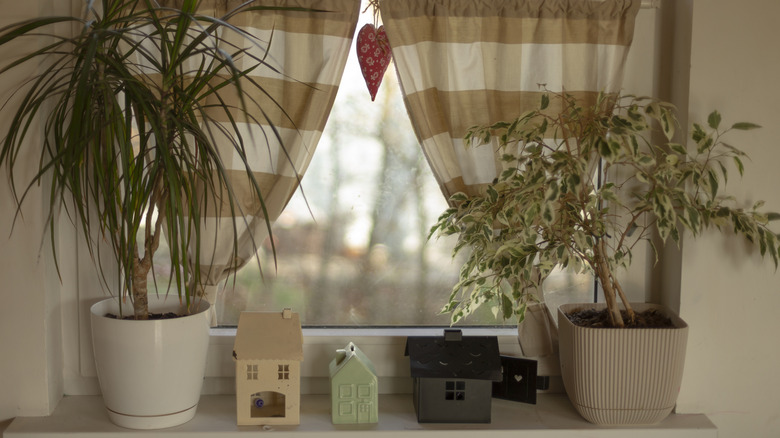 Two potted plants on a window sill with beige-striped curtains