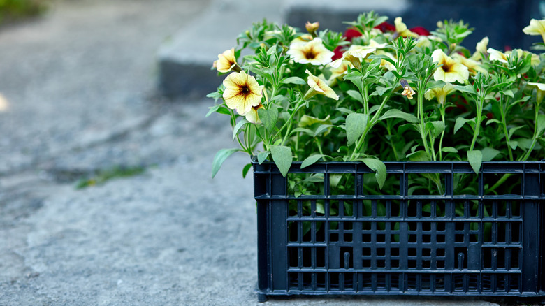 Close up of yellow flowers planted in a black milk crate