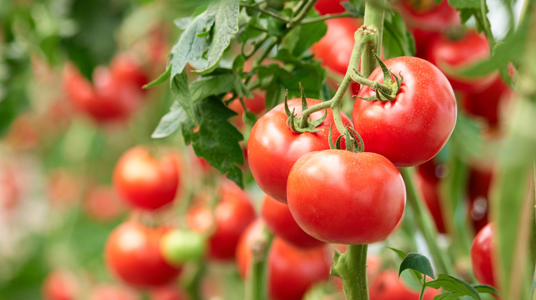 Ripe red tomatoes on healthy tomato plants