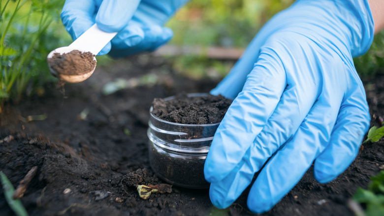 A gardener wearing gloves is collecting soil for testing