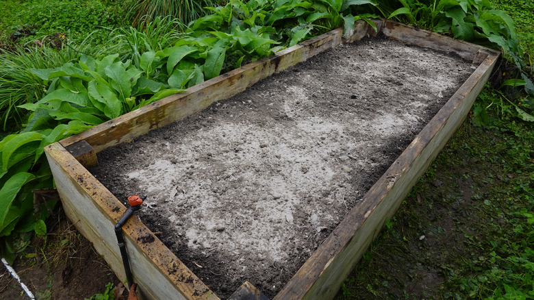 A dusting of wood ash on the surface of soil in a raised bed
