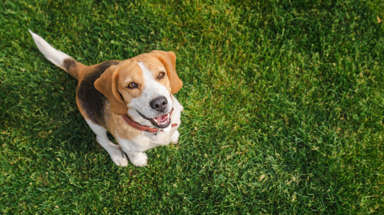 A dog is sitting on grass smiling at the camera.