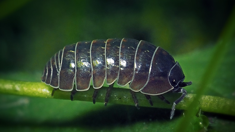 Roly-poly on stem