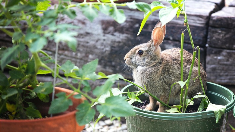 Rabbit in garden and yard