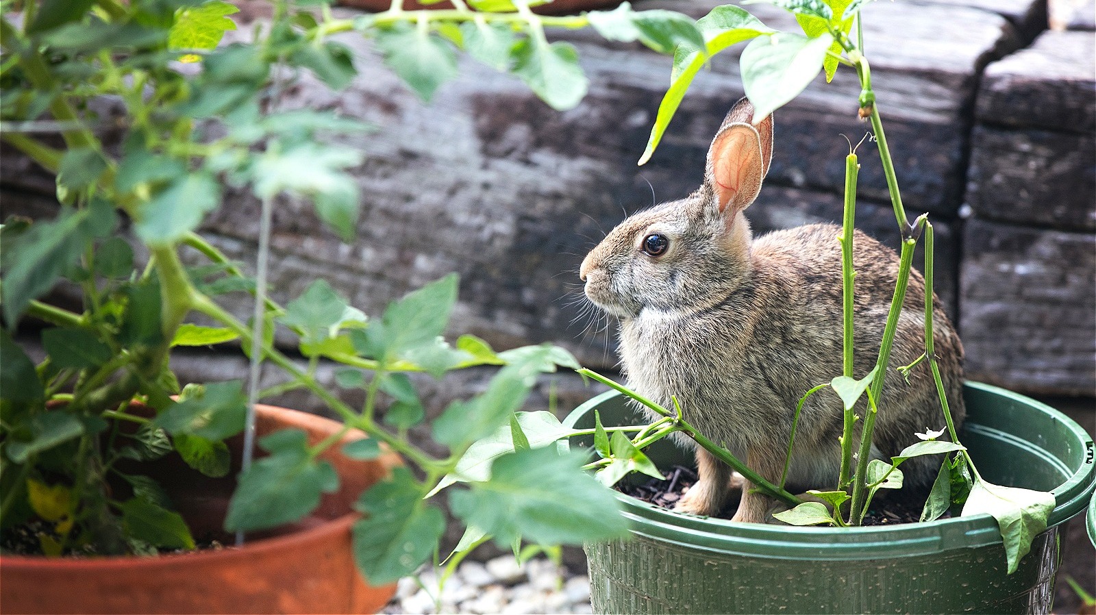 Throw This Common Vegetable Around Your Yard To Help Keep Rabbits Away