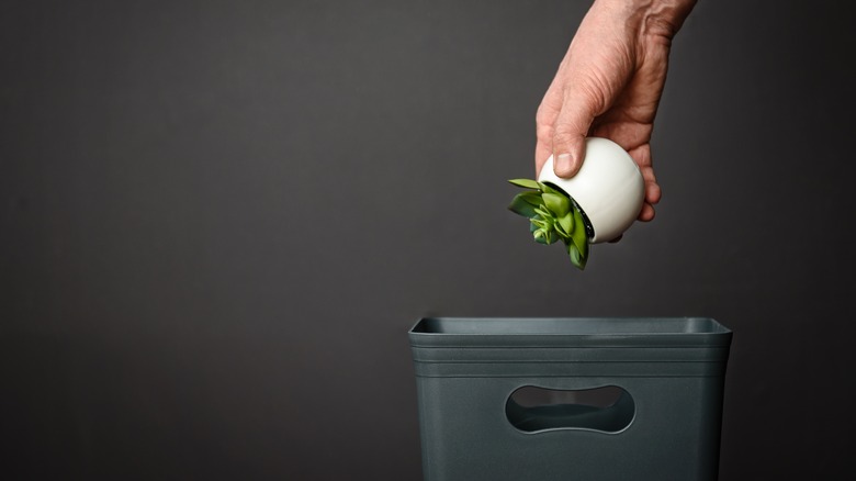 Man throwing potted plant away